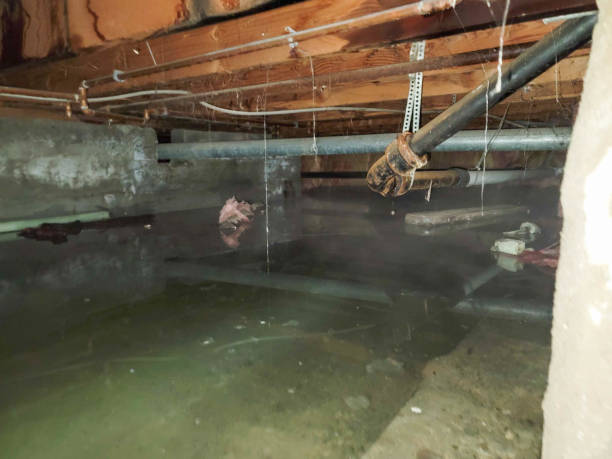 Best Fire Damage Restoration  in Prophetstown, IL