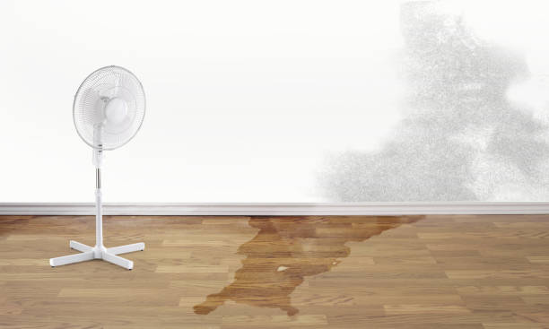 Best Water damage restoration experts  in Prophetstown, IL